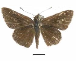 Cymaenes tripunctus