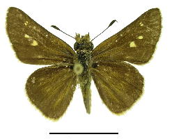 Panoquina panoquinoides