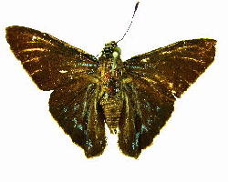 Phocides pigmalion batabano