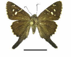 Urbanus dorantes Female & Male