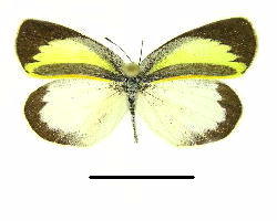 Eurema daira palmira