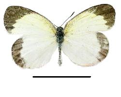 Eurema elathea Male & Female