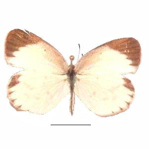 Pyrisitia lisa euterpe