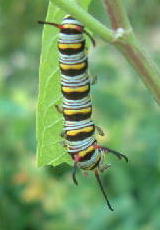 Caterpillar with the 6 antanas of the queen 