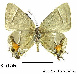 Under Female