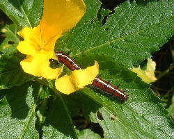 Caterpillar on Turnera ulmifolia