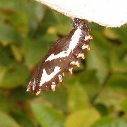 Pupa or Chrysalis 