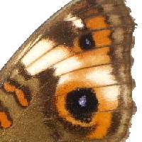 A white band on the upper wing