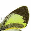 Curved band Eurema daira plamira