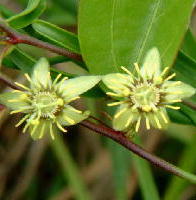 Passiflora suberosa 