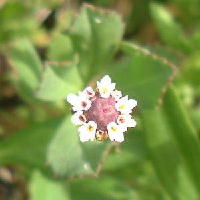 Phyla nodiflora syn. Lippia nodiflora / Match Head
