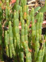 Salicornia bigelovi 