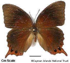 Cayman Brown Leaf Butterfly