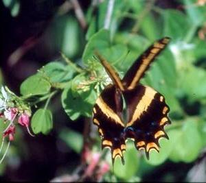 Cayman Swallow Tail