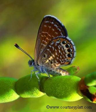 Pigmy Blue